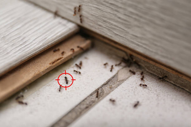 Best Mosquito Control Services  in Orange Lake, NY